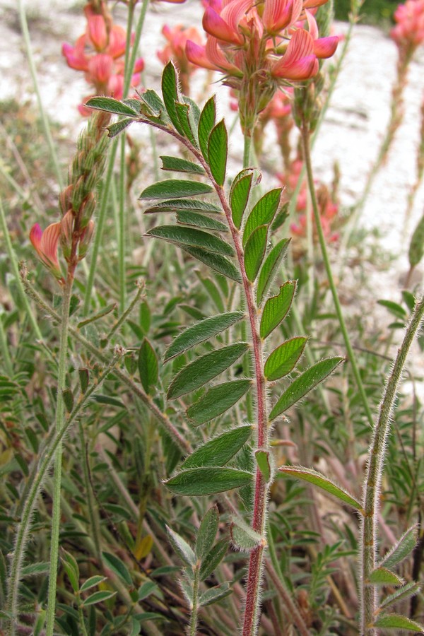 Image of Onobrychis miniata specimen.