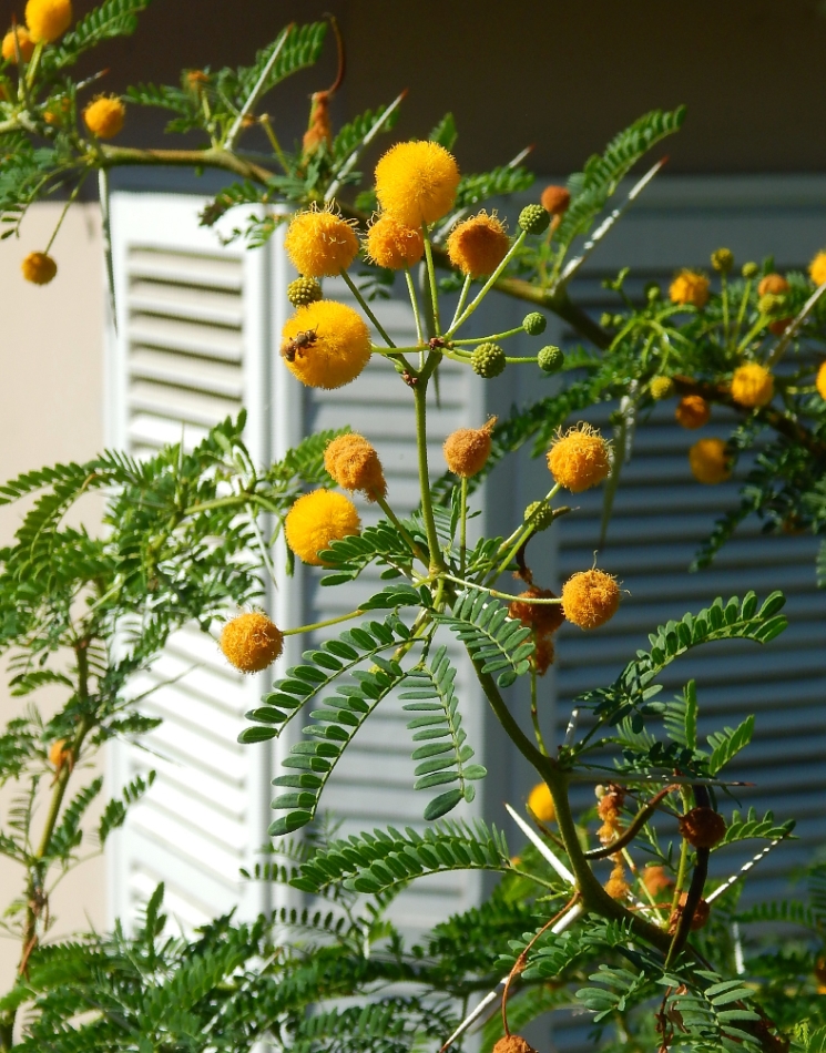 Изображение особи род Vachellia.