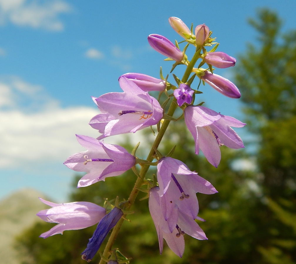 Изображение особи род Campanula.