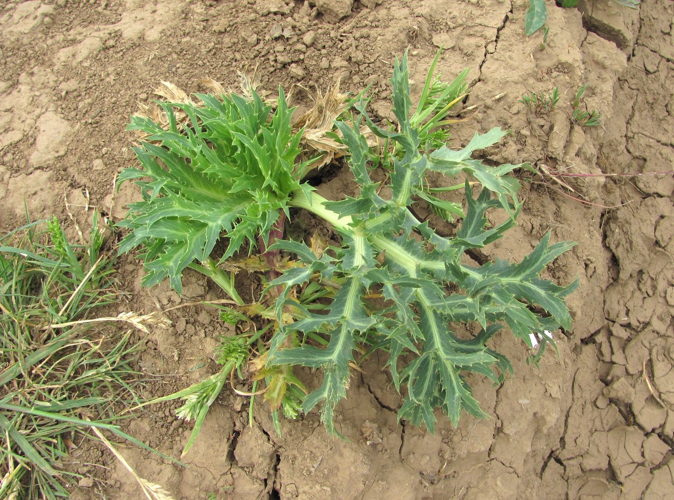 Изображение особи Eryngium campestre.