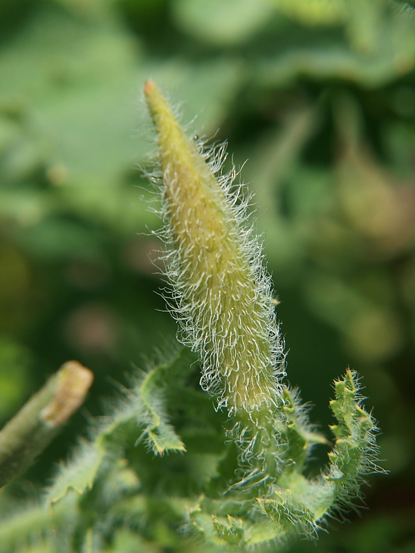 Изображение особи Glaucium corniculatum.