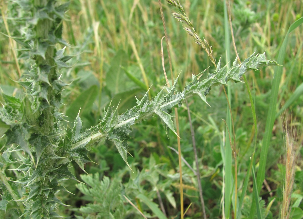 Изображение особи Carduus uncinatus.