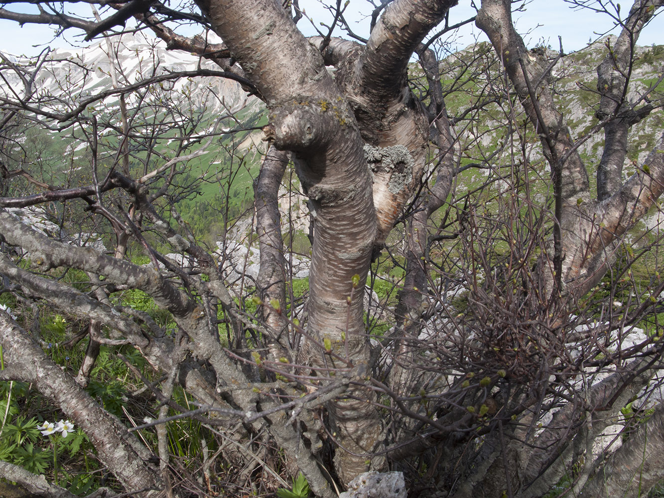 Изображение особи Betula pendula.