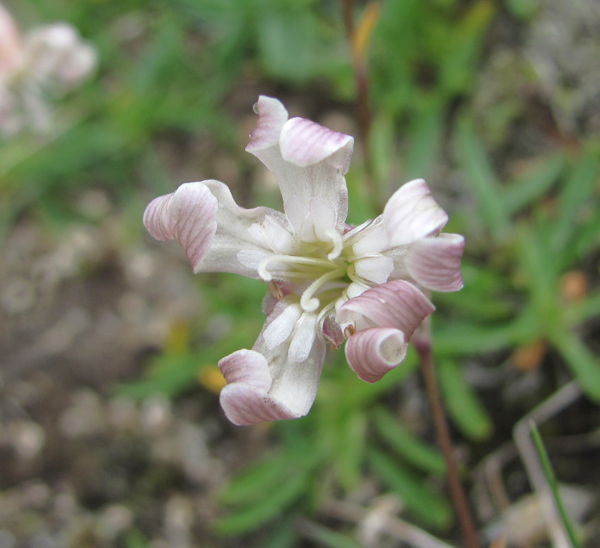 Image of Silene lychnidea specimen.