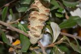 Banksia integrifolia