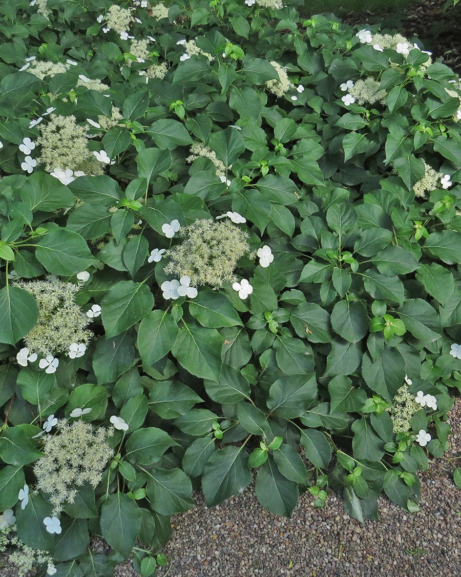 Изображение особи Hydrangea petiolaris.