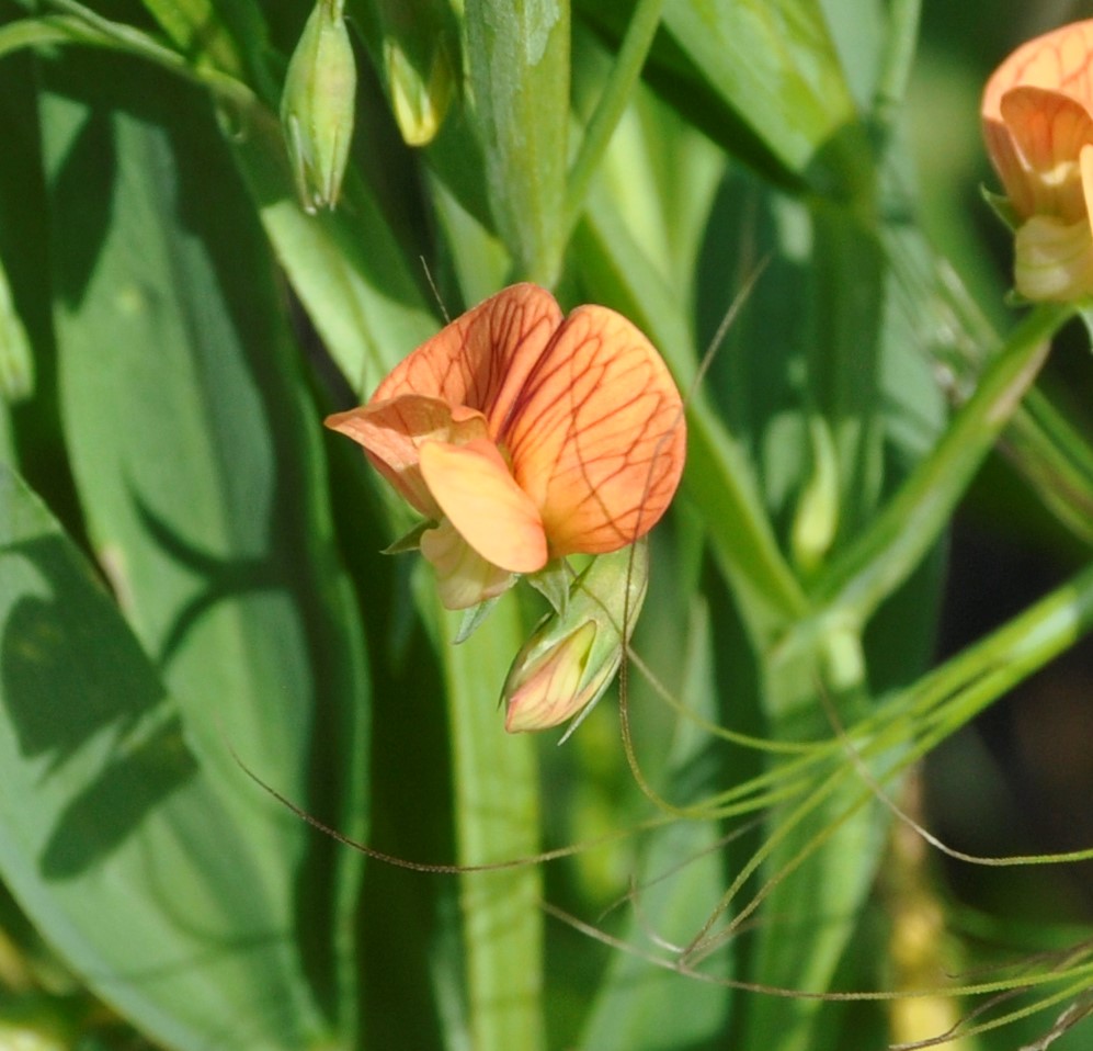 Image of Lathyrus annuus specimen.