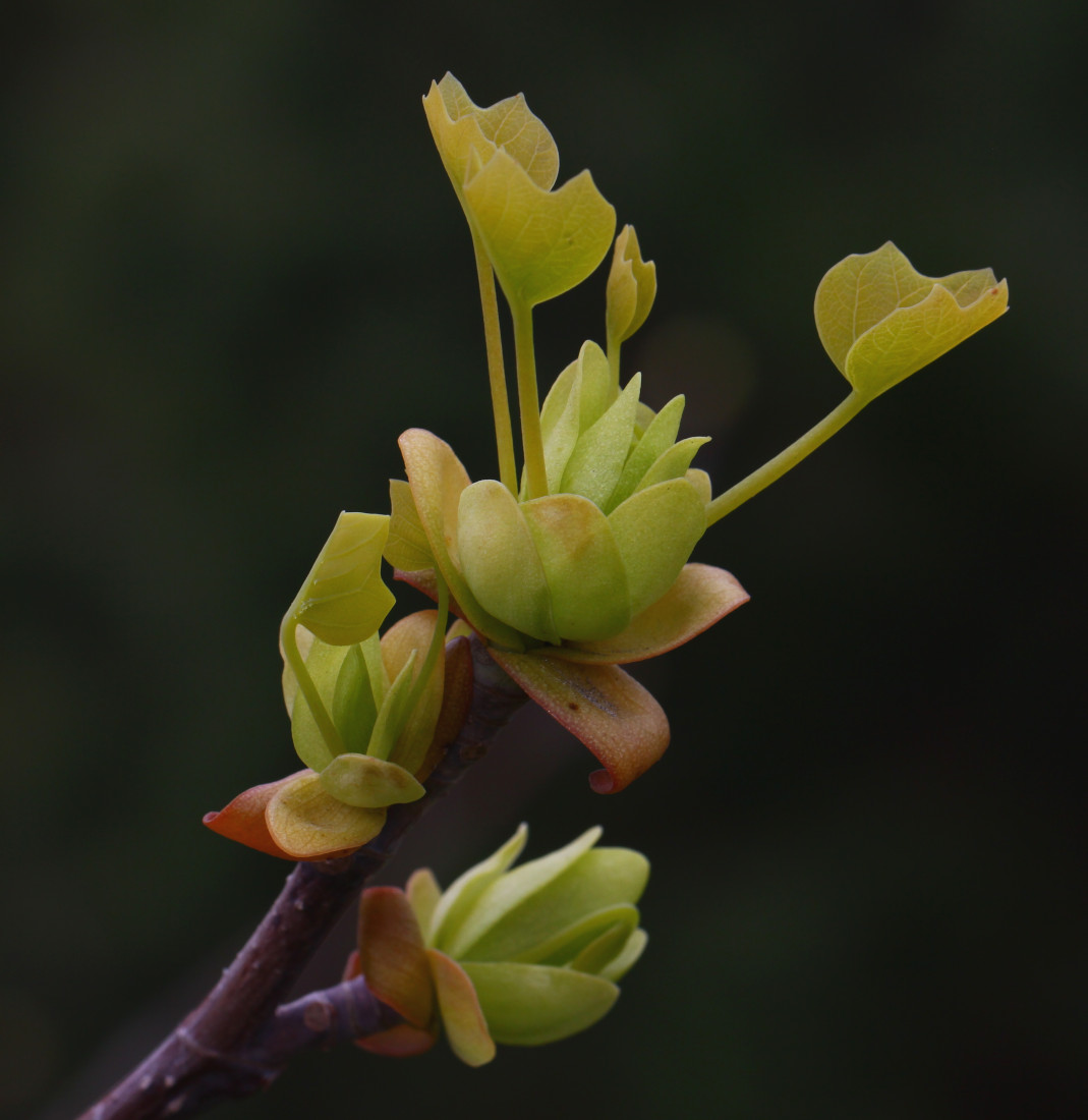 Image of Liriodendron tulipifera specimen.