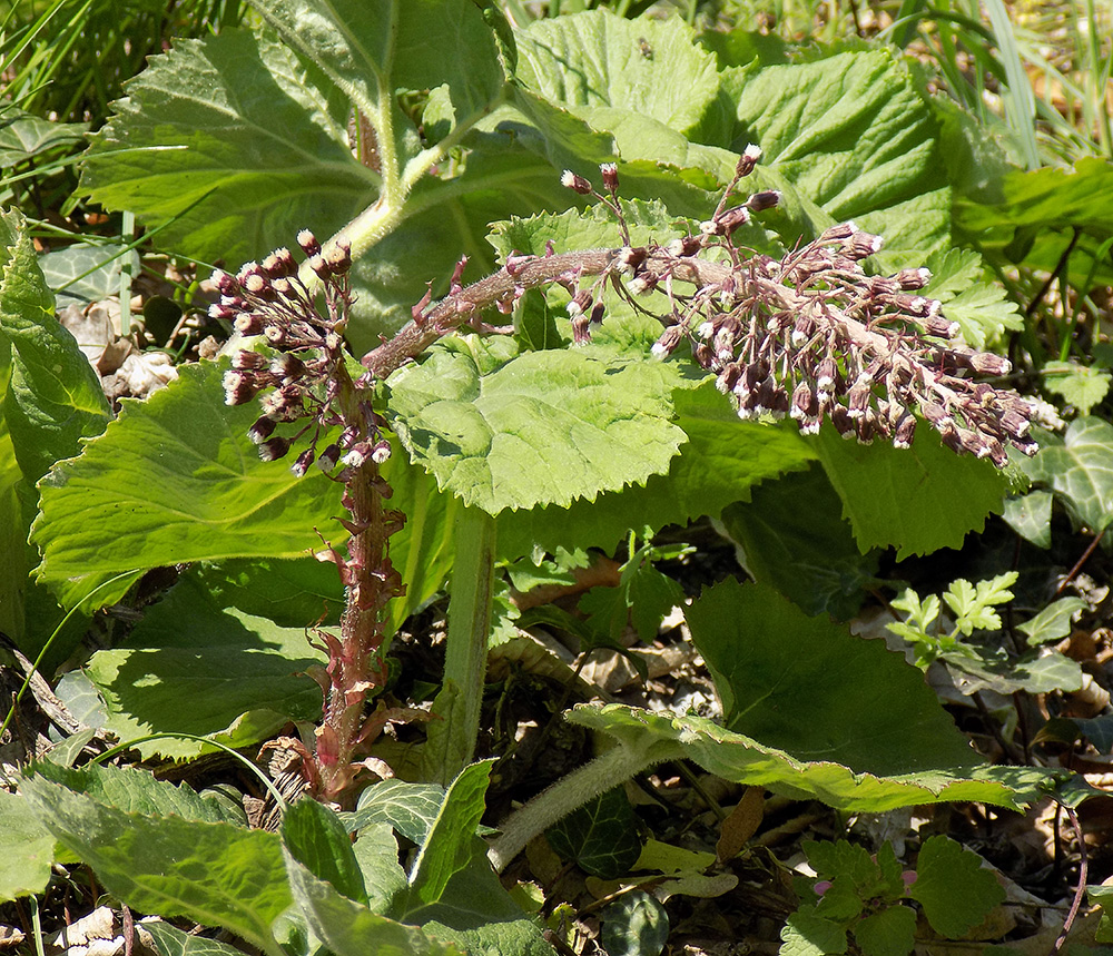 Image of Petasites hybridus specimen.