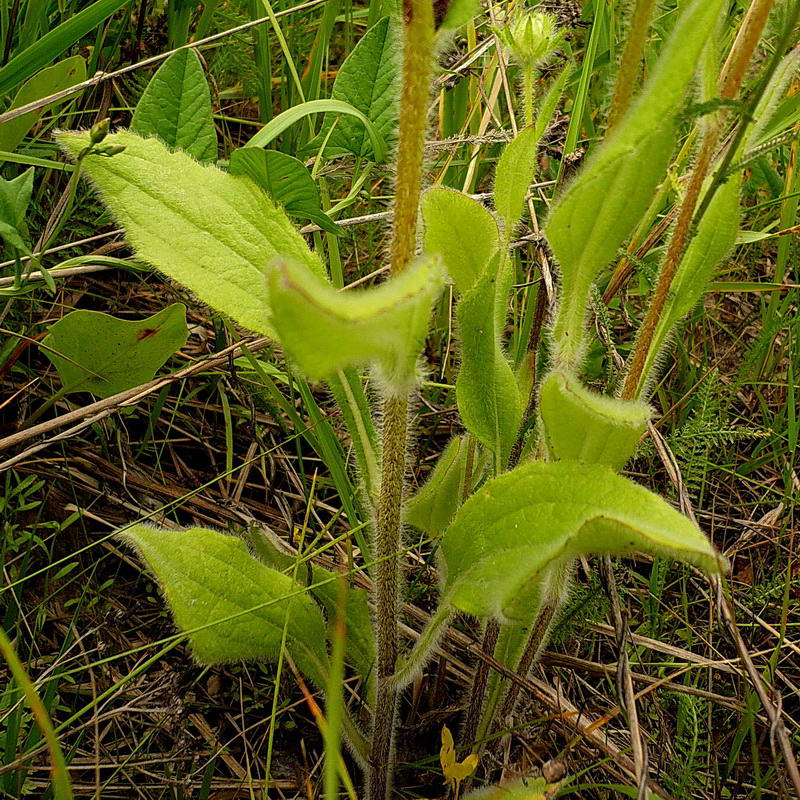 Image of Rudbeckia hirta specimen.