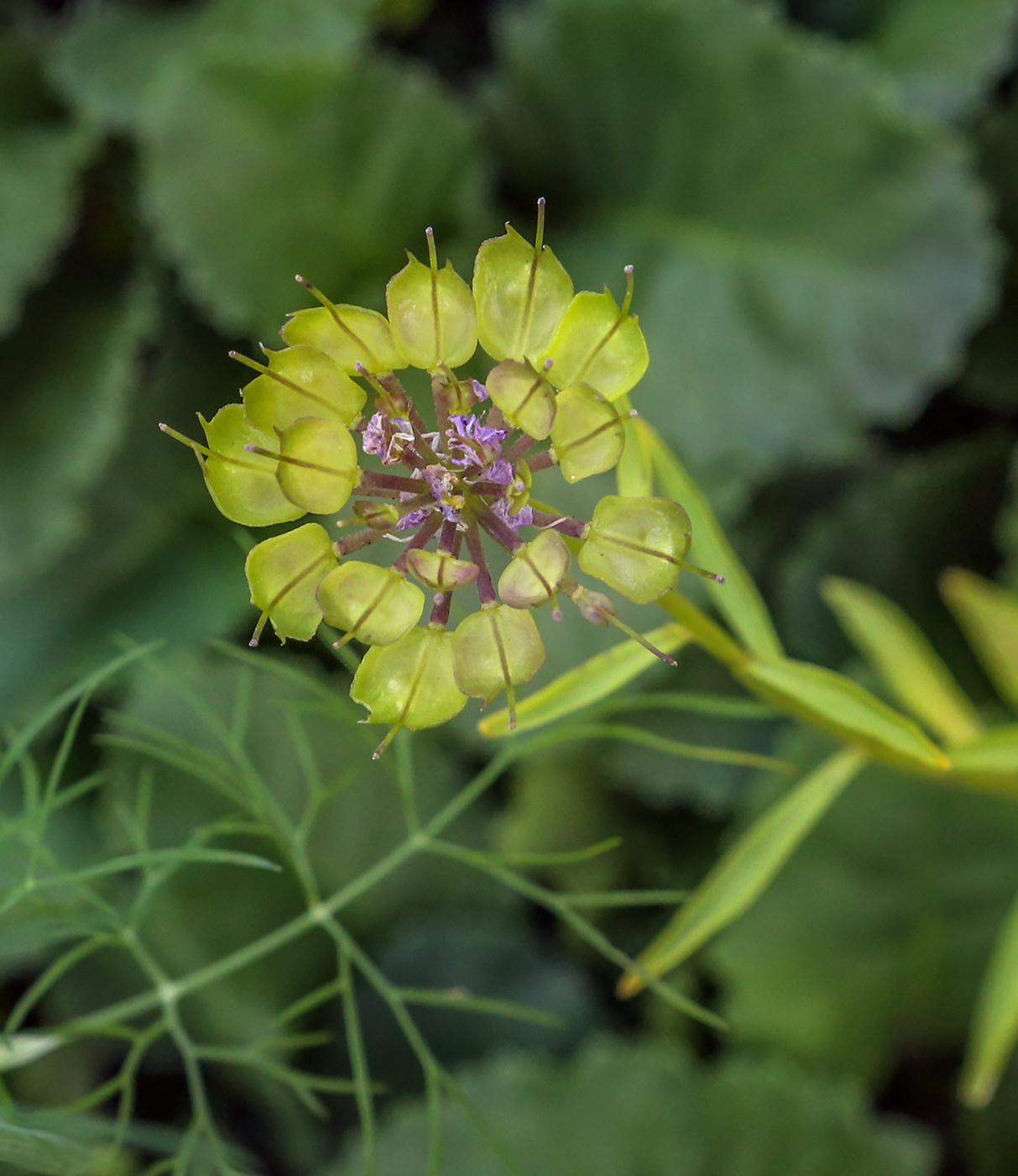 Image of Iberis umbellata specimen.