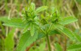 Potentilla norvegica. Верхушка растения с бутонами. Коми, г. Печора, пойма ручья. 19.06.2010.