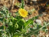 Sonchus asper