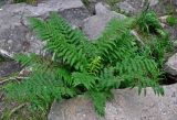 Athyrium filix-femina. Взрослое растение. Башкирия, Белорецкий р-н, гора Большой Иремель, ≈ 1200 м н.у.м., каменистый участок склона на опушке смешанного леса. 30.07.2019.