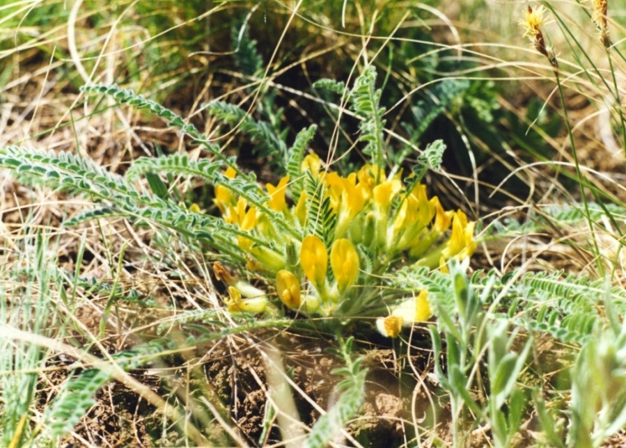 Изображение особи Astragalus buchtormensis.