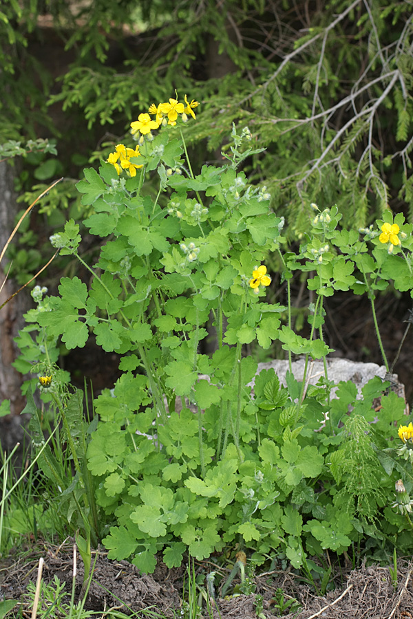 Image of Chelidonium majus specimen.