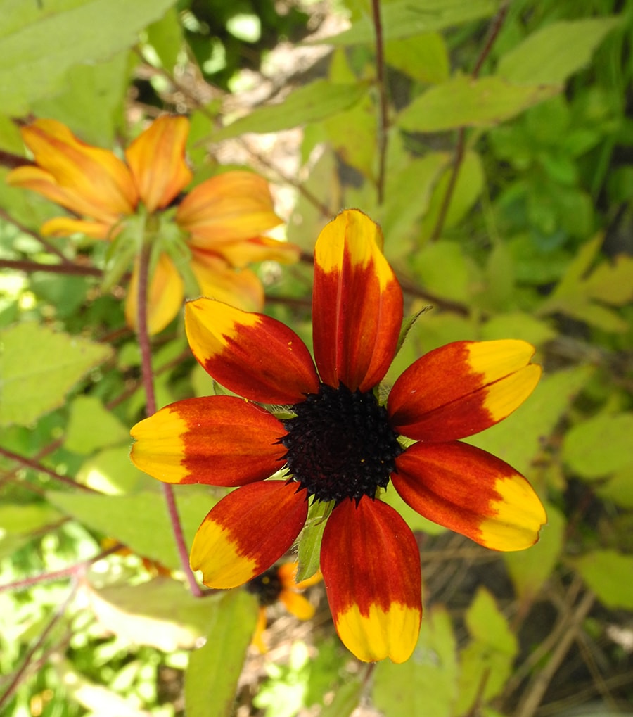 Изображение особи Rudbeckia triloba.