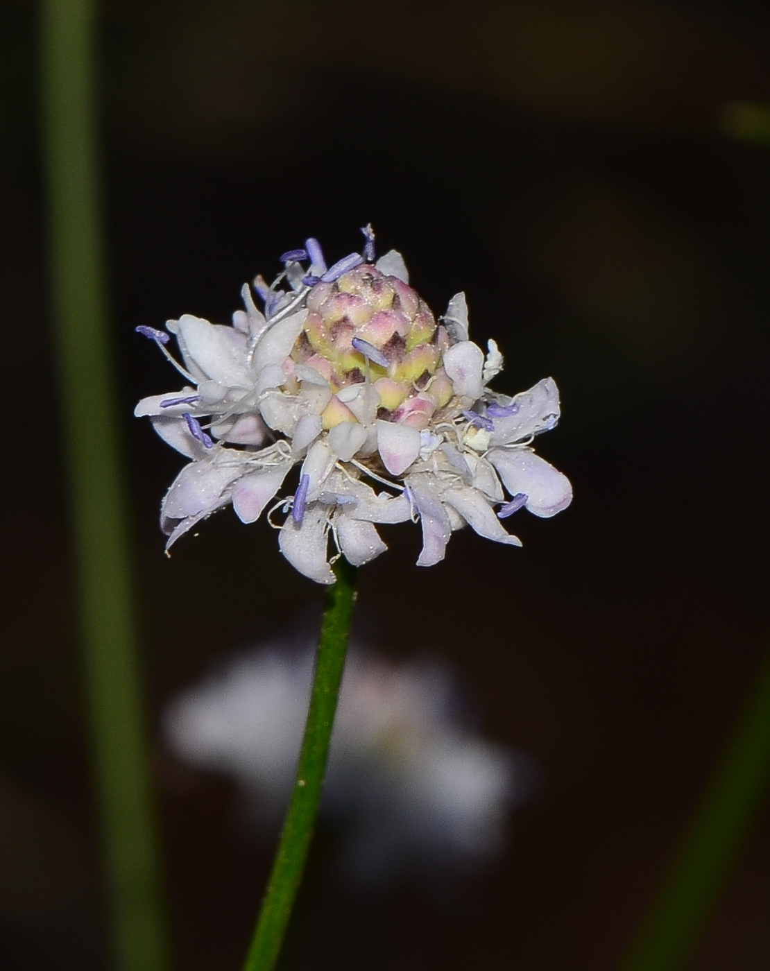 Image of Cephalaria joppensis specimen.