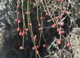 Ephedra foeminea