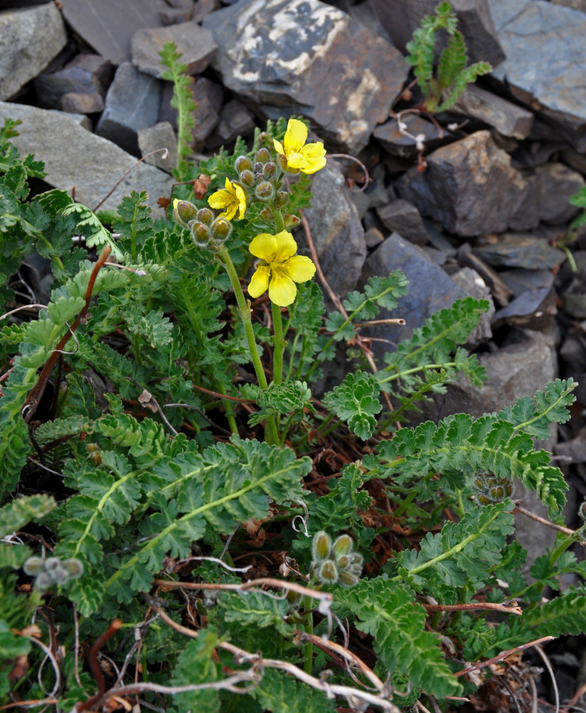 Image of Biebersteinia odora specimen.