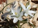 Ornithogalum trichophyllum. Соцветие. Израиль, окр. г. Арад, каменистая пустыня (опустыненная фригана). 03.03.2020.