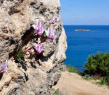 Cyclamen persicum