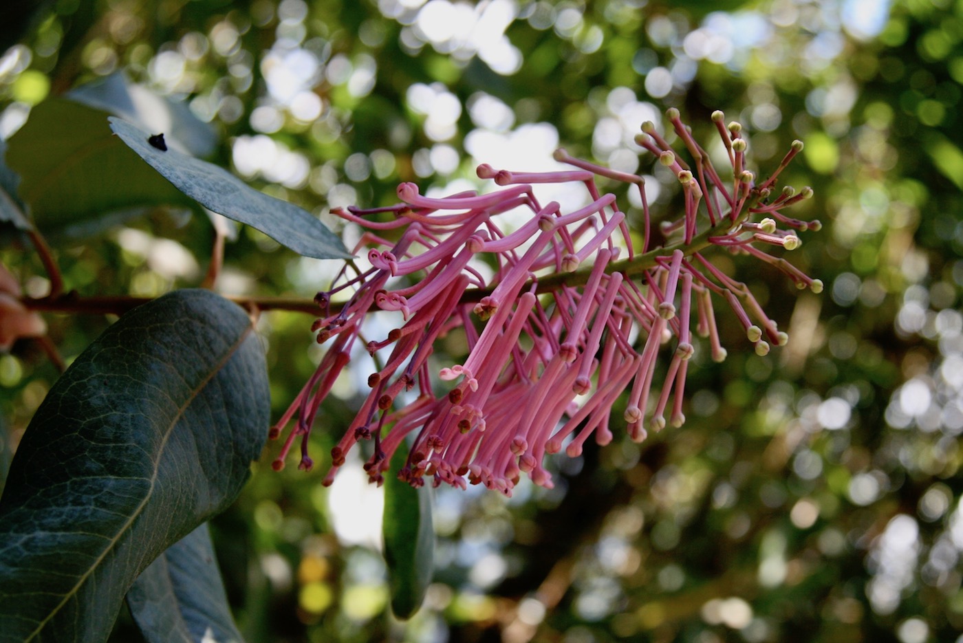 Image of Oreocallis grandiflora specimen.