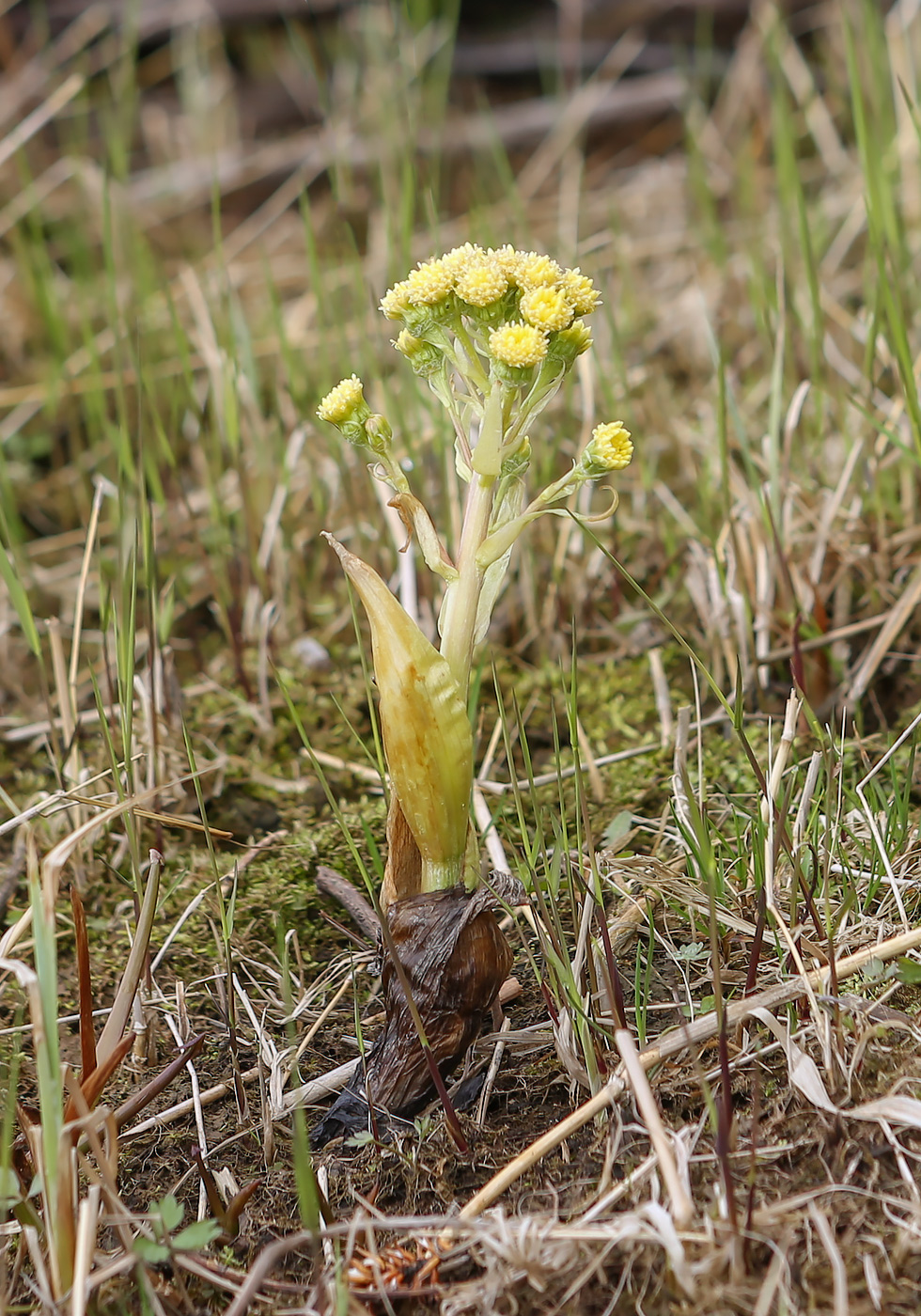 Изображение особи Petasites spurius.