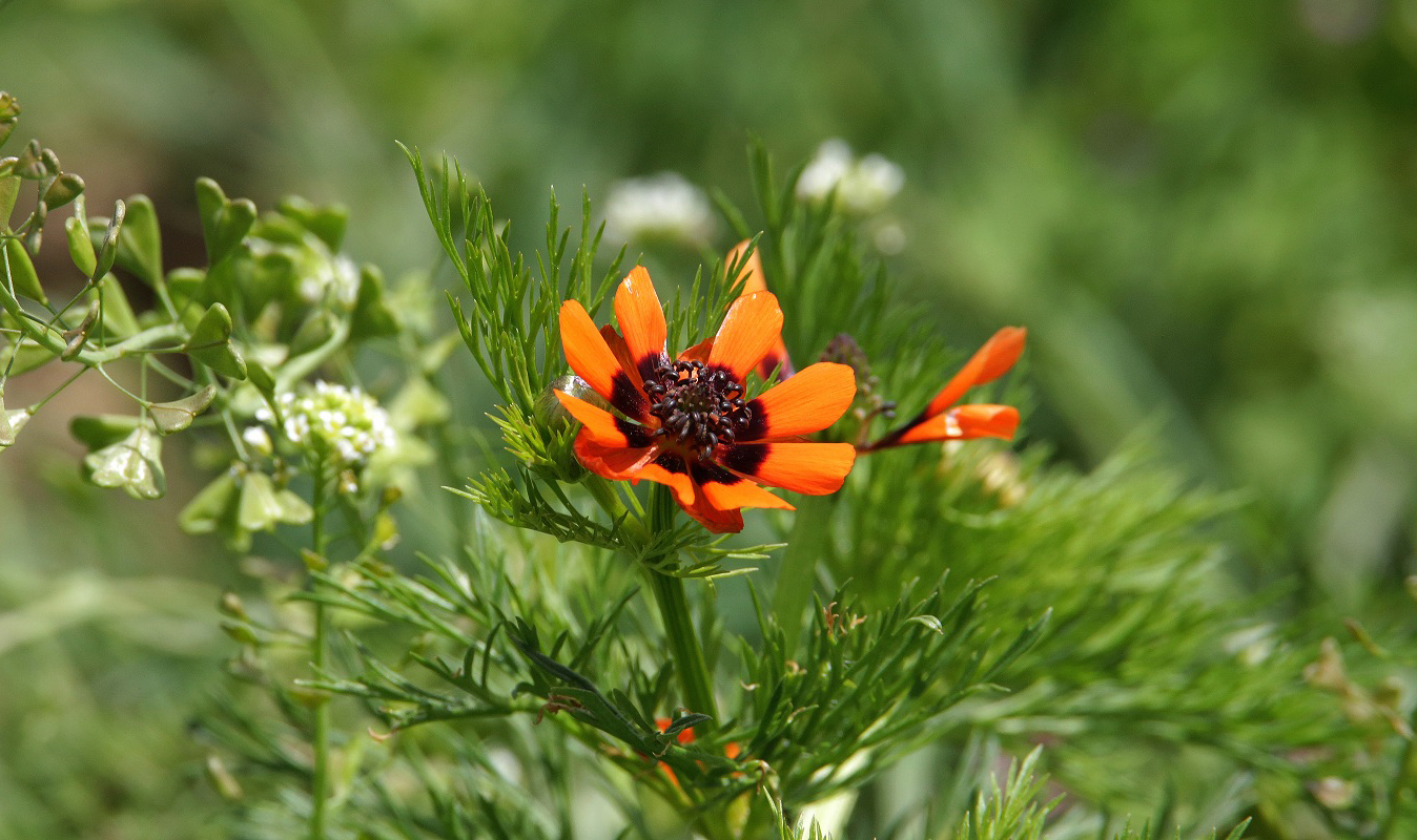 Изображение особи Adonis parviflora.