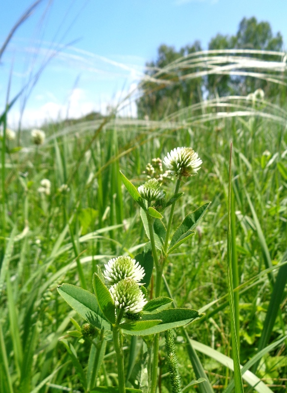 Image of Trifolium montanum specimen.