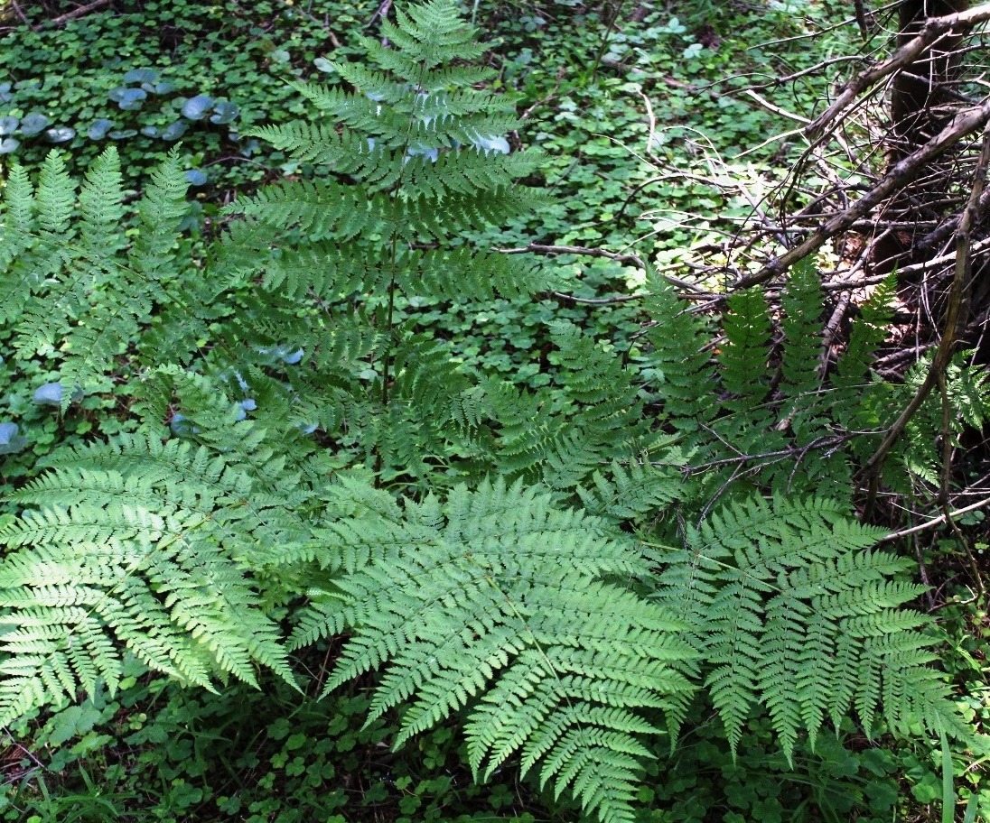 Image of Dryopteris expansa specimen.