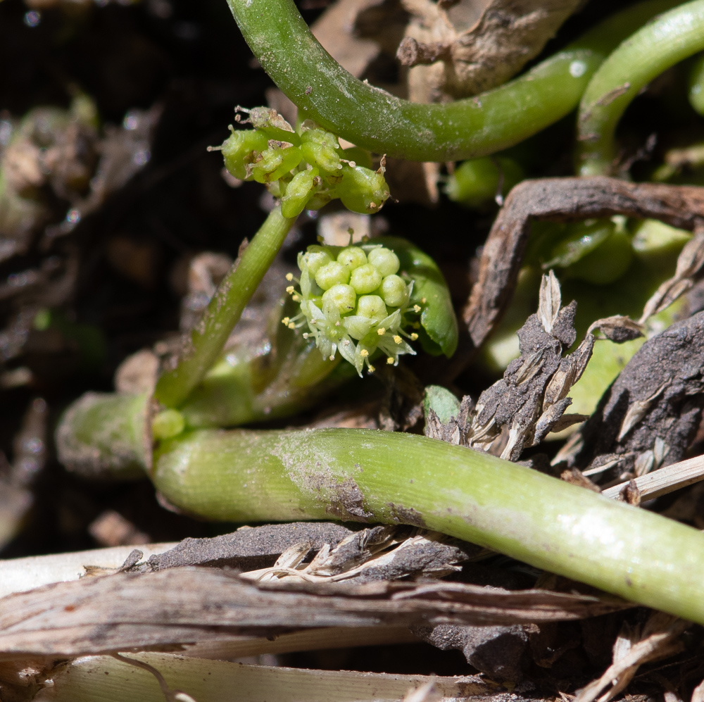 Image of Hydrocotyle ranunculoides specimen.