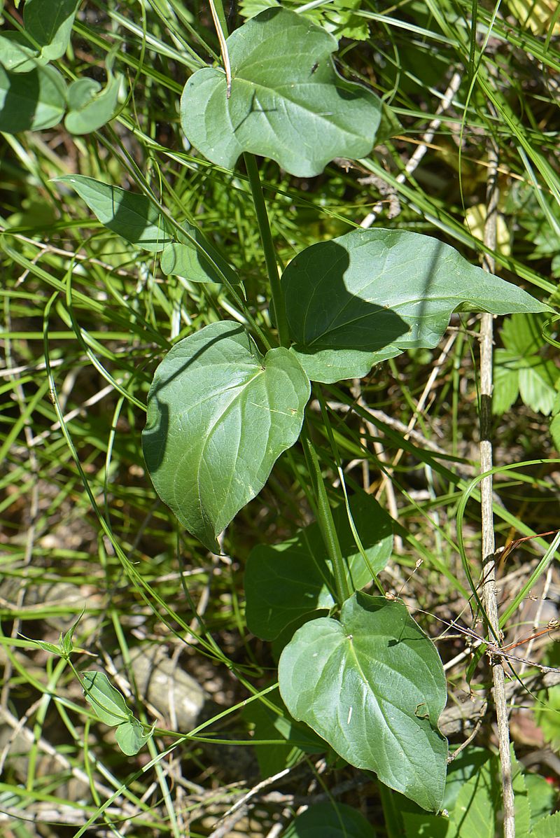 Image of Vincetoxicum hirundinaria specimen.