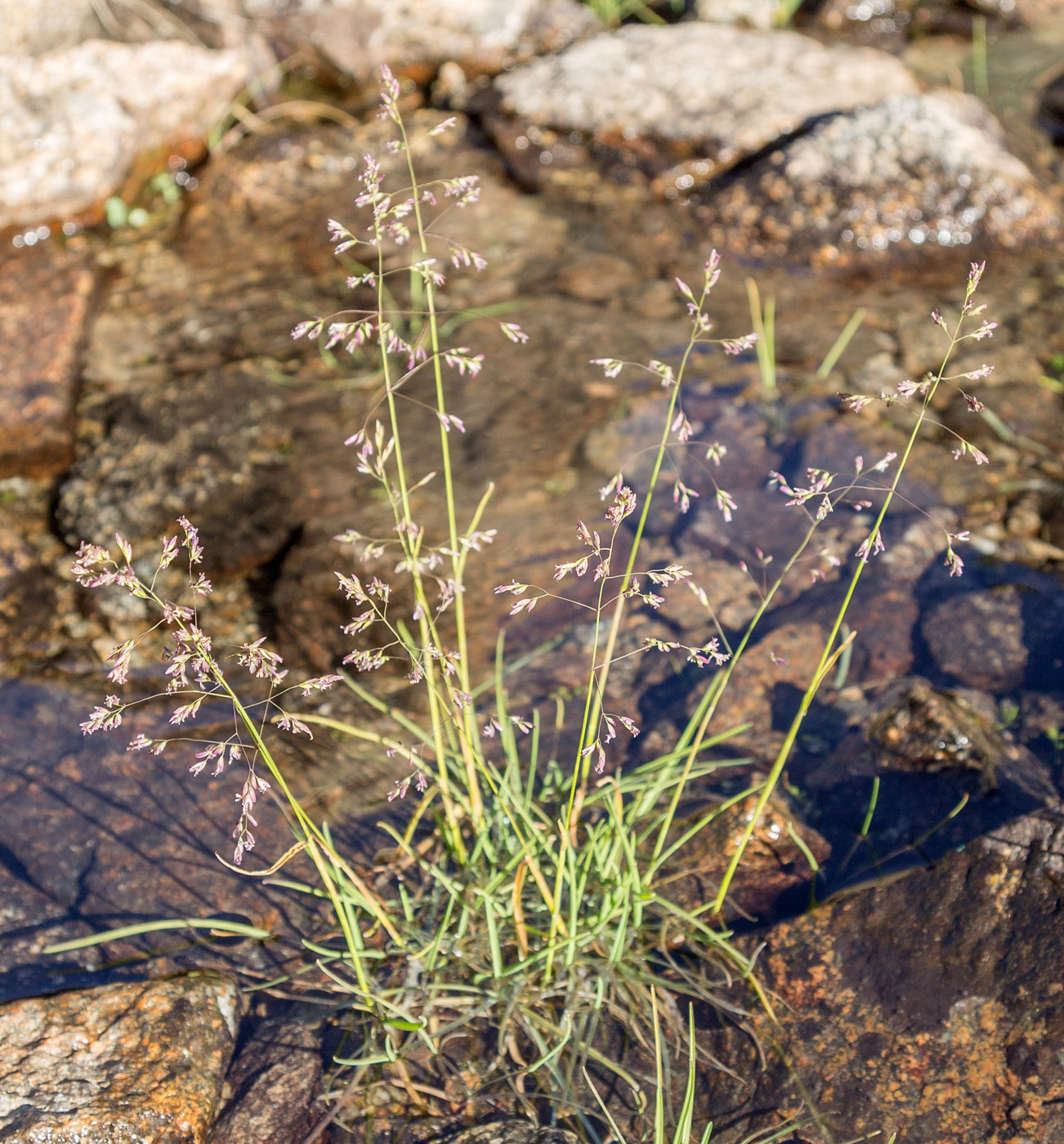 Image of genus Poa specimen.