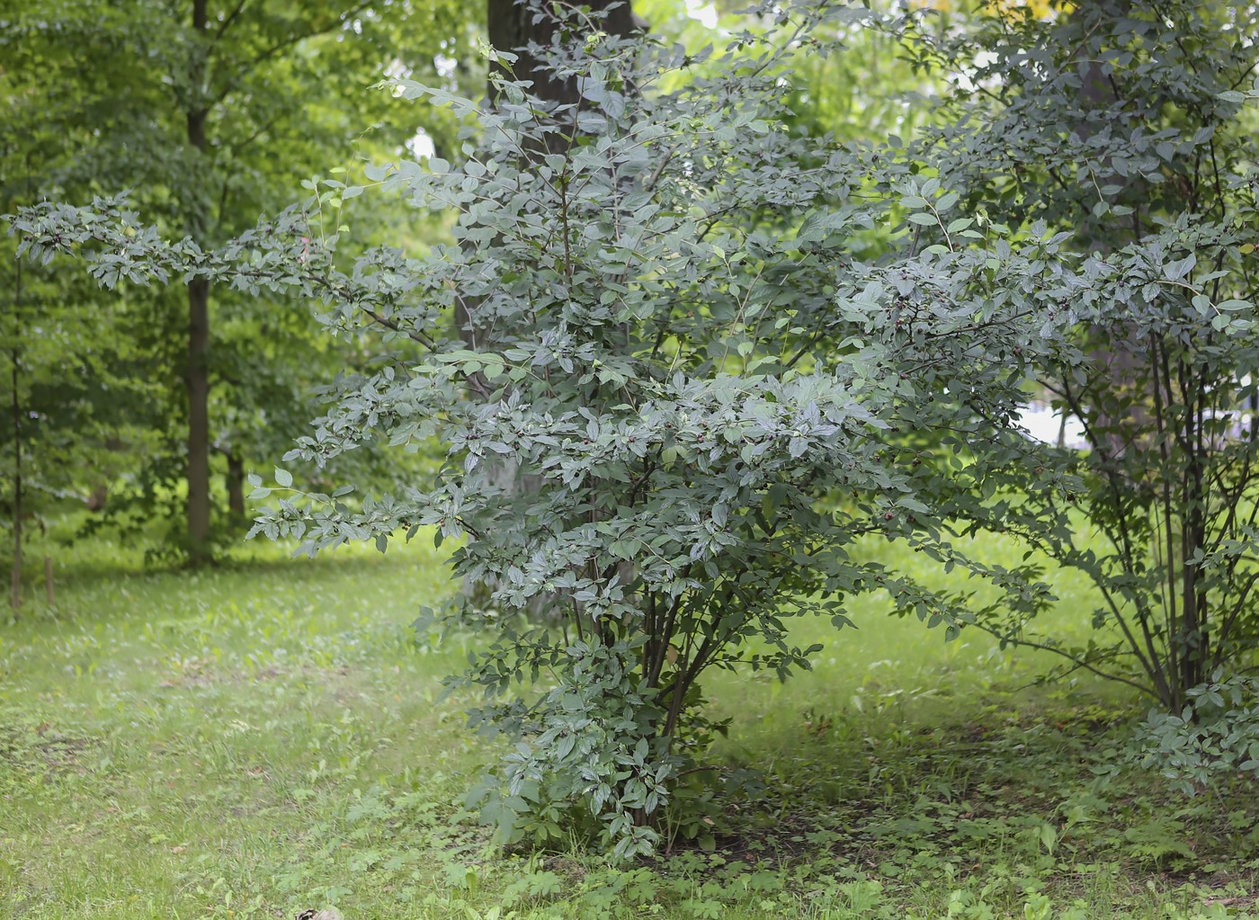 Изображение особи Cotoneaster foveolatus.