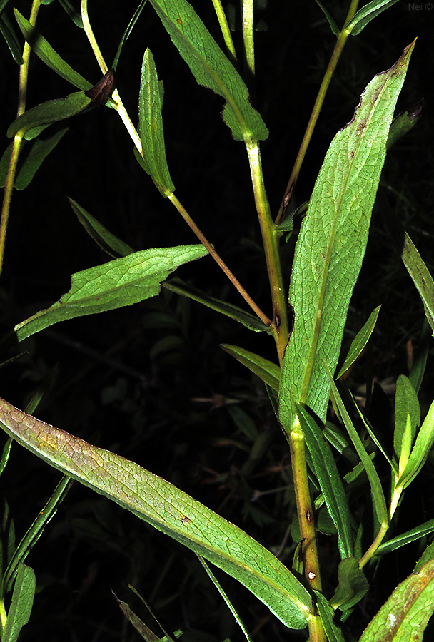 Image of Inula salicina specimen.