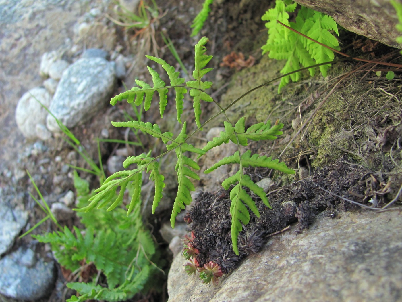 Изображение особи Gymnocarpium dryopteris.