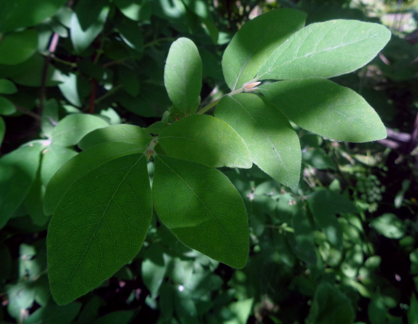 Image of Lonicera pallasii specimen.