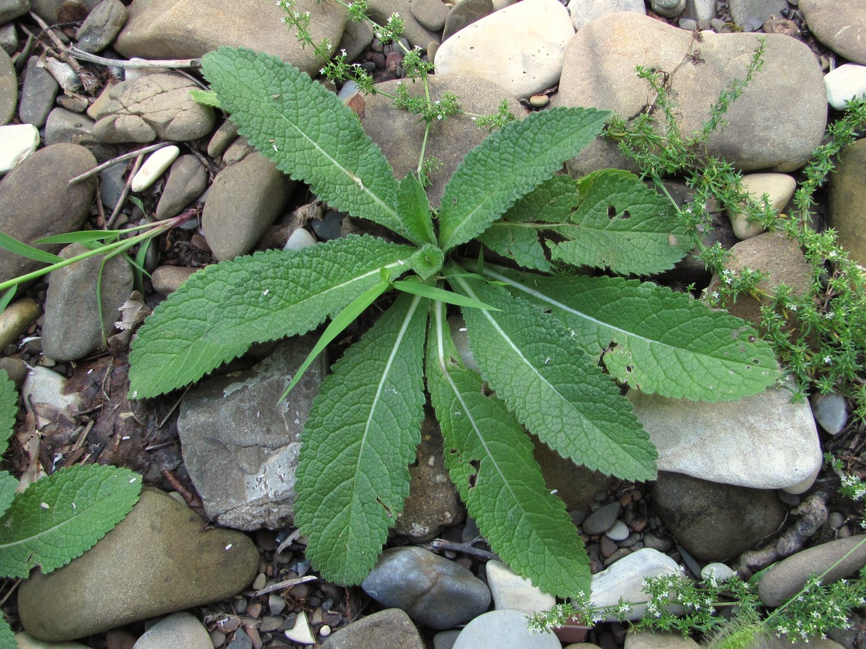 Изображение особи Dipsacus laciniatus.