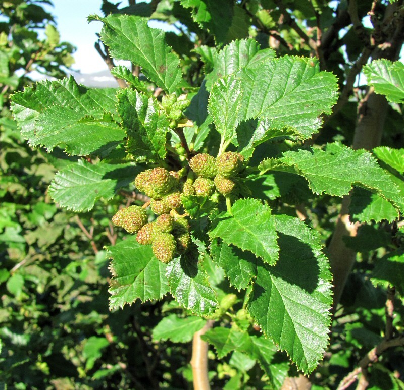 Изображение особи Duschekia fruticosa.