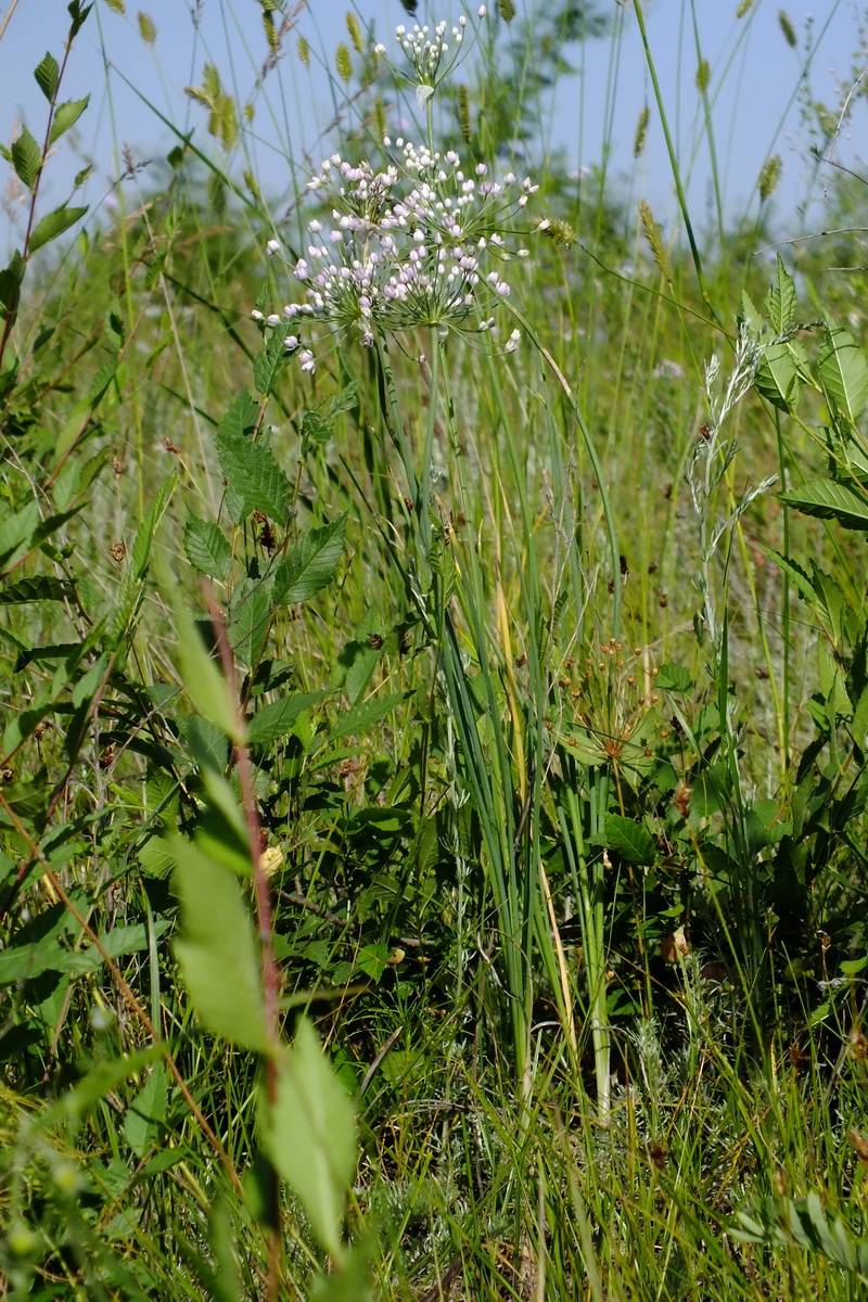 Image of genus Allium specimen.