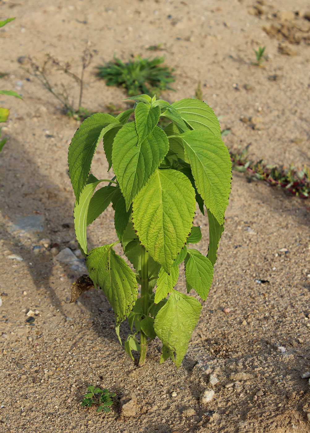 Изображение особи Salvia hispanica.