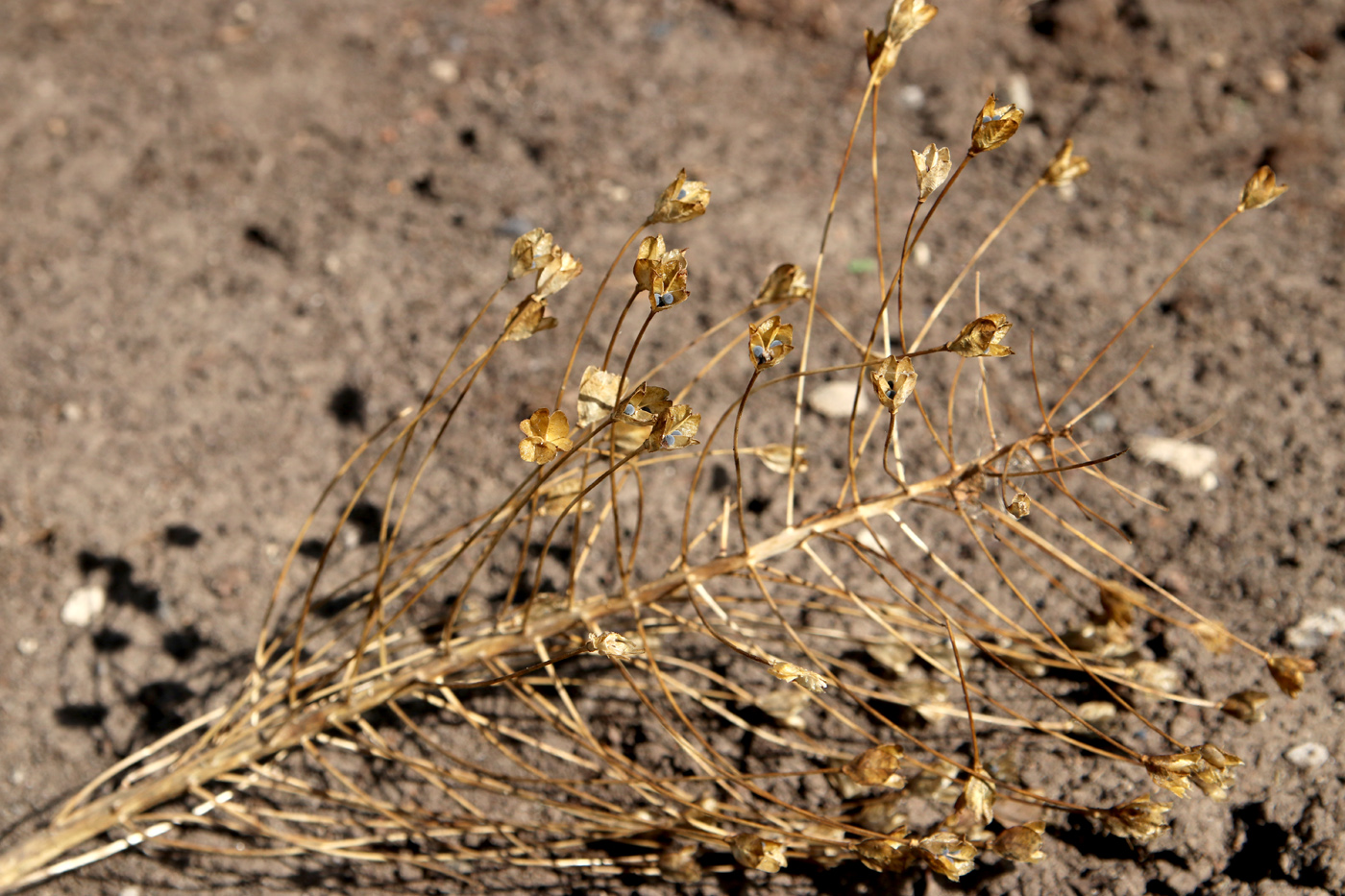 Image of Bellevalia sarmatica specimen.