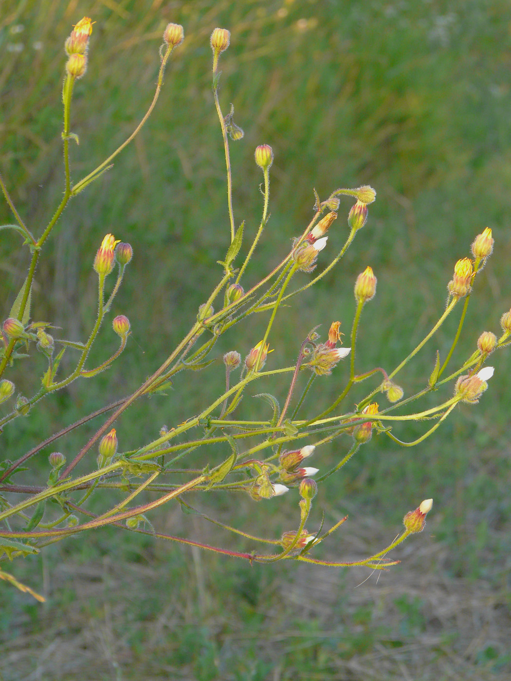 Image of Crepis rhoeadifolia specimen.