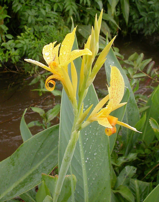 Image of genus Canna specimen.