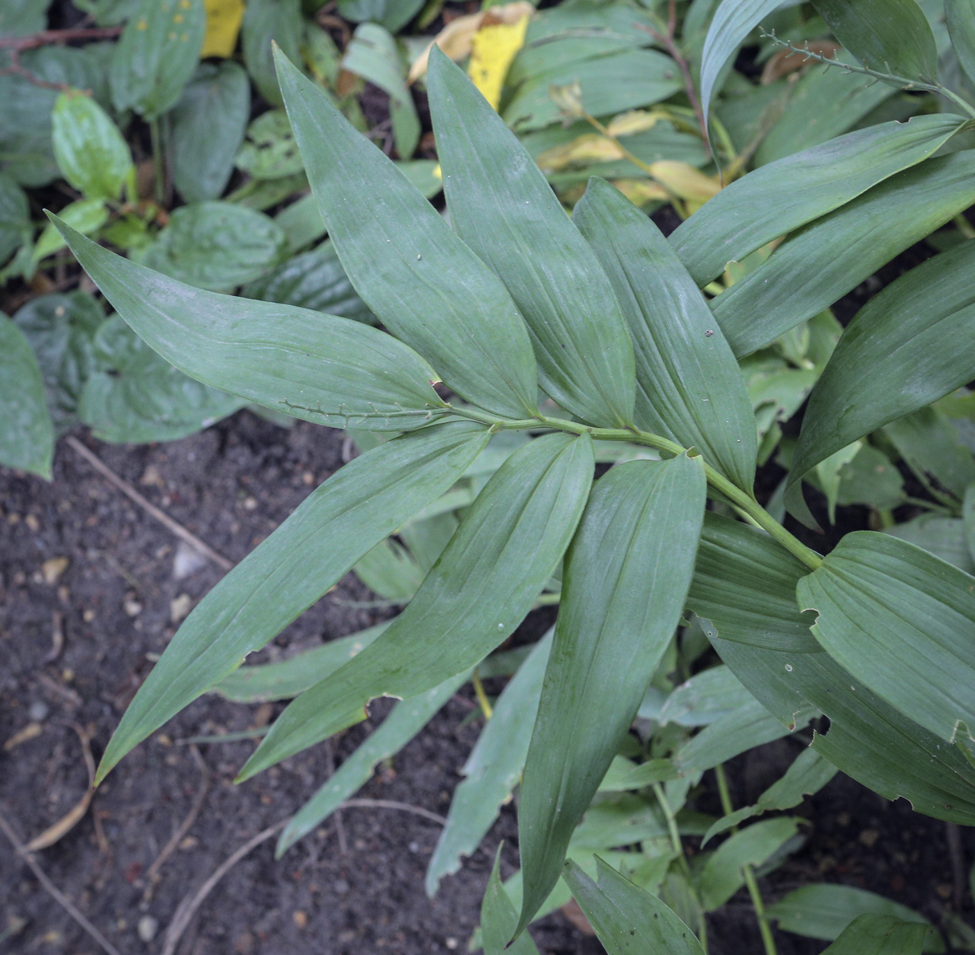 Изображение особи Smilacina stellata.