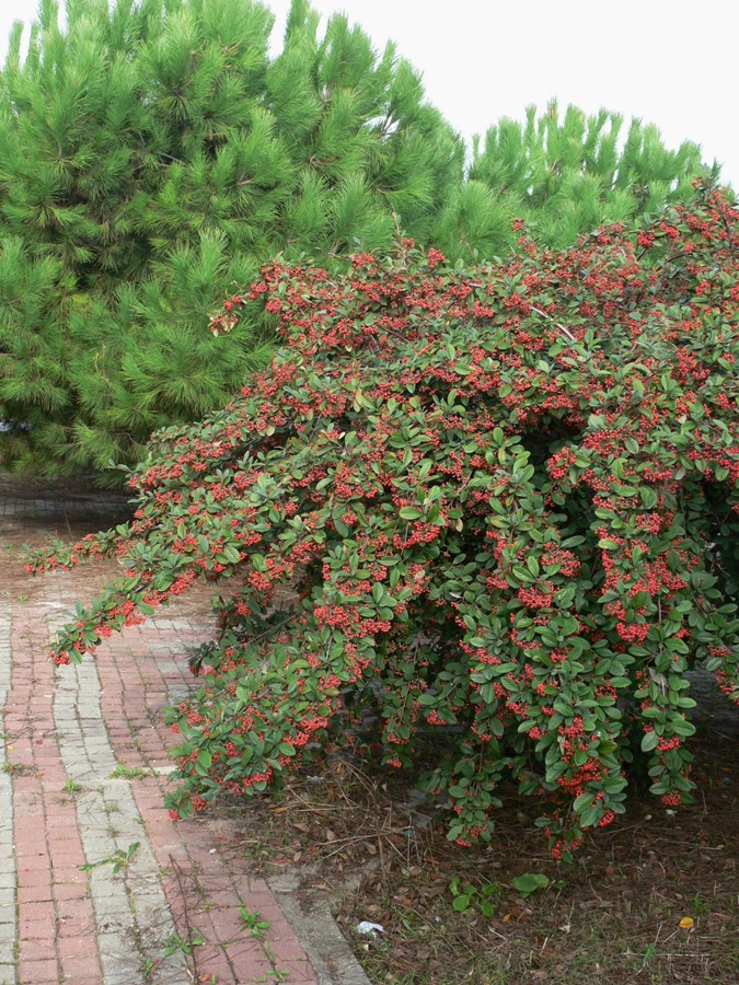 Изображение особи род Cotoneaster.