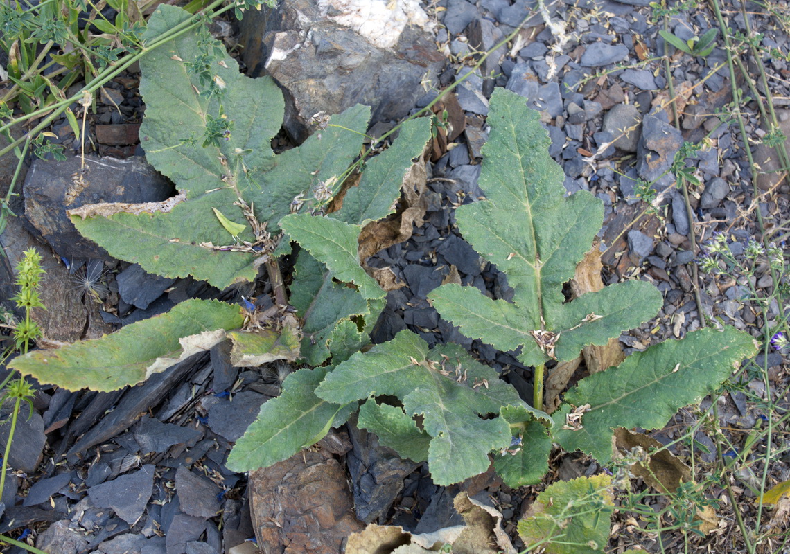 Изображение особи род Heracleum.