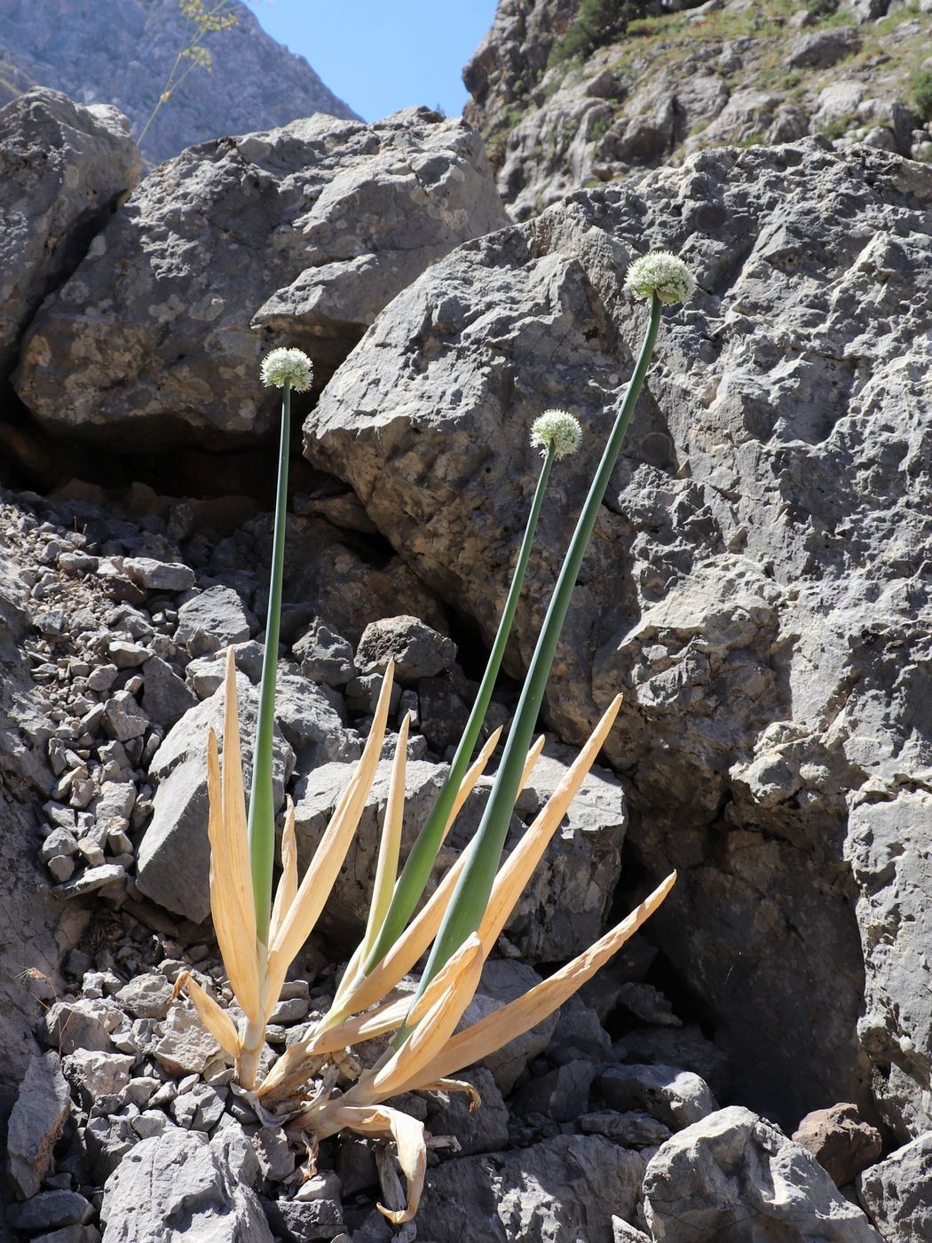 Image of Allium pskemense specimen.