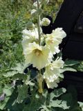 Alcea rugosa. Часть соцветия. Крым, подножие горы Демерджи, окр. с. Лучистое, крепость Фуна. 16.07.2021.